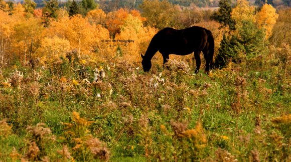 Horse in a meadow