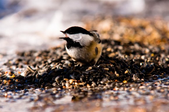 Chickadee with seed