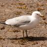 Herring gull