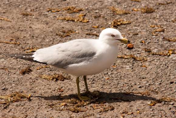 Herring gull