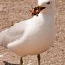 Herring gull with painter turtle